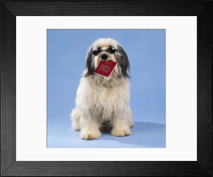 Framed Print : Dog - with passport & sunglasses Framed Print : Dog - with passport & sunglasses