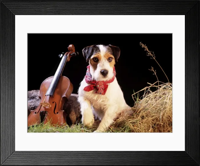 Framed Print : Jack Russell - in gypsy setting Framed Print : Jack Russell - in gypsy setting
