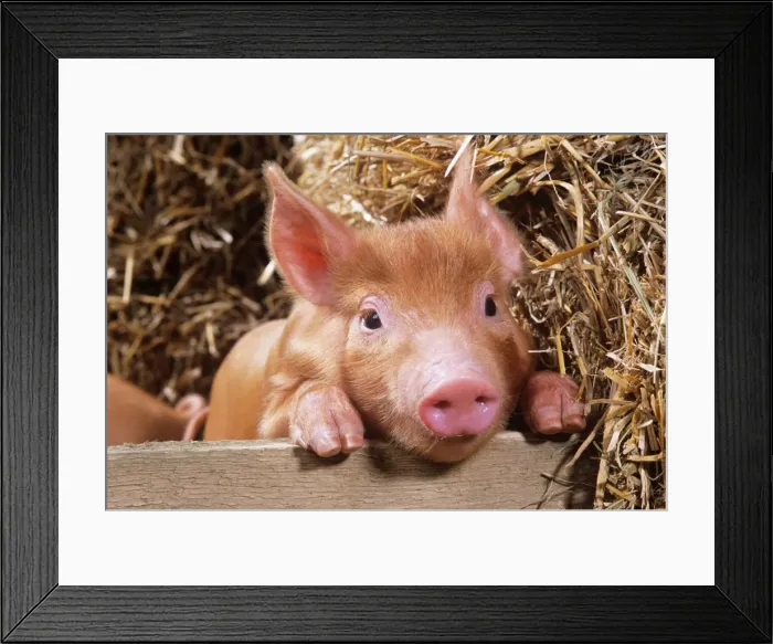 Framed Print : Tamworth Pig - piglet looking over pen Framed Print : Tamworth Pig - piglet looking over pen