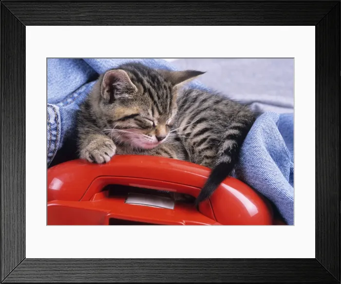 Framed Print : Cat - tabby kitten asleep on telephone Framed Print : Cat - tabby kitten asleep on telephone