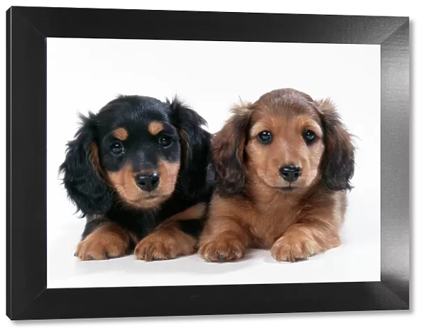 Minature Long-haired Dachshund - puppies