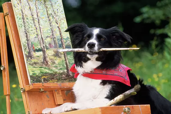 Border Collie Dog - at painting easel