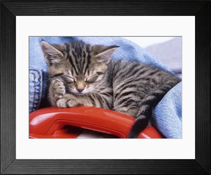 Framed Print : Cat - kitten asleep with telephone Framed Print : Cat - kitten asleep with telephone
