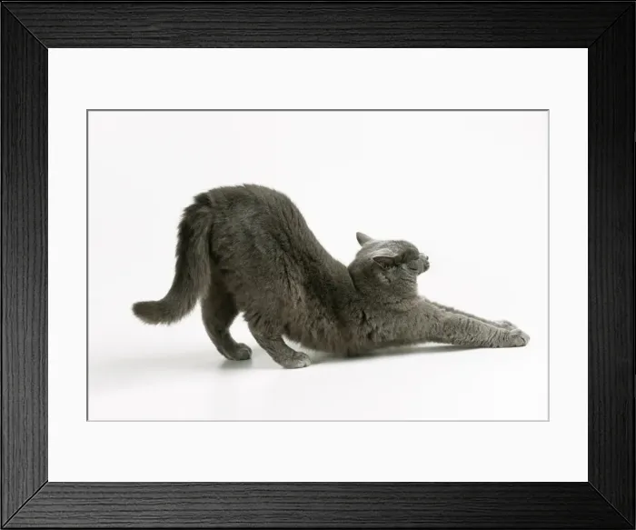 Framed Print : Cat Stretching Framed Print : Cat Stretching