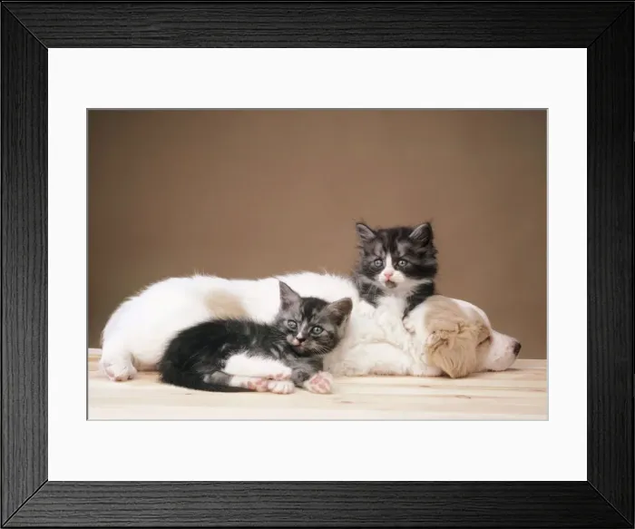 Framed Print : Puppy and Kittens Framed Print : Puppy and Kittens