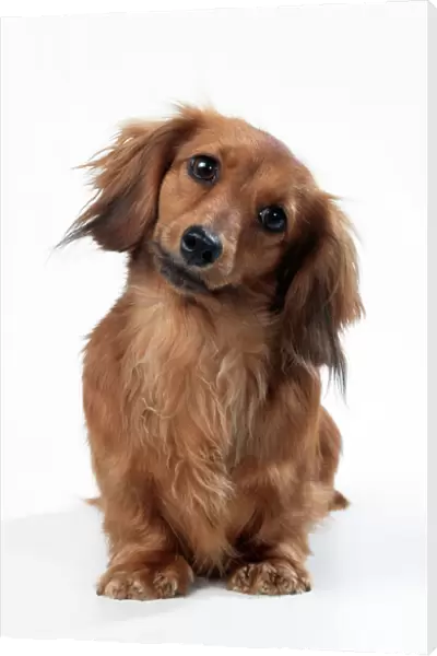 Miniature Long-haired Dachshund Dog