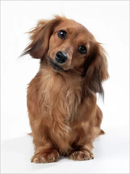 Miniature Long-haired Dachshund Dog