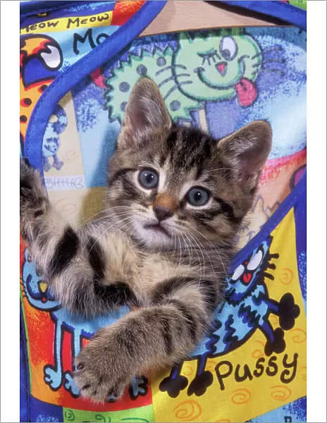 Tabby Cat Kitten in peg bag