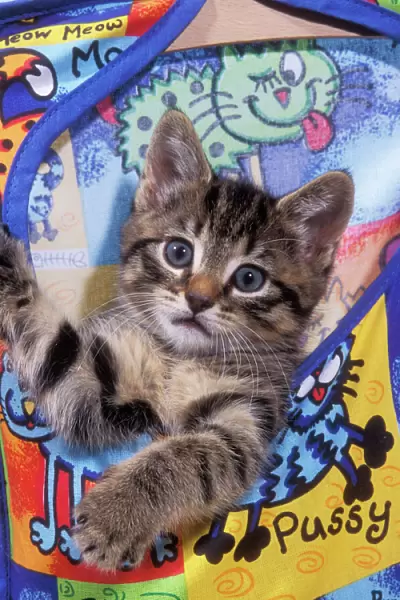 Tabby Cat Kitten in peg bag