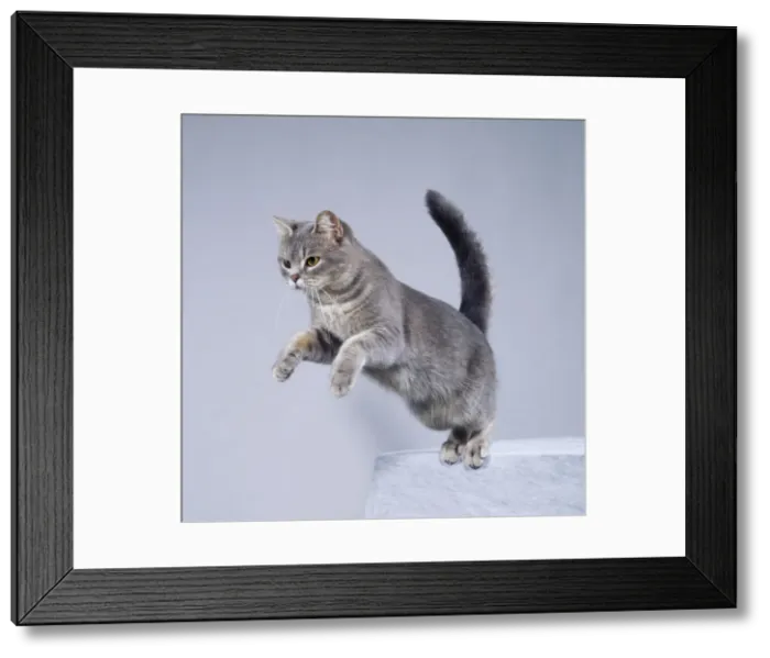 Framed Print : Cat Jumping Framed Print : Cat Jumping
