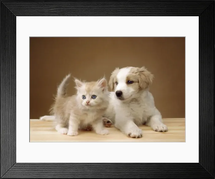 Framed Print : Cat - kitten with puppy Framed Print : Cat - kitten with puppy