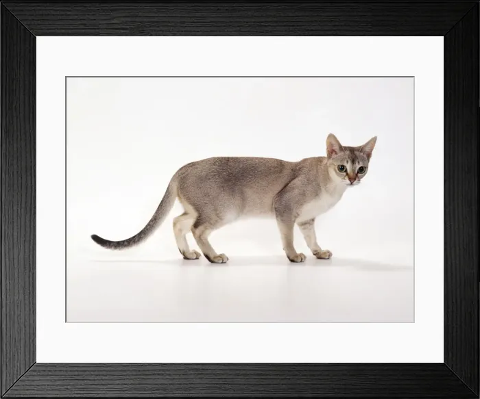Framed Print : Singapura Cat Framed Print : Singapura Cat