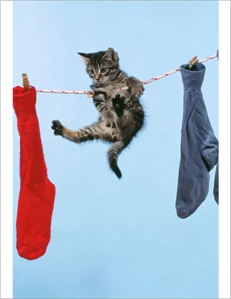 Tabby Cat Kitteb hanging from washing line