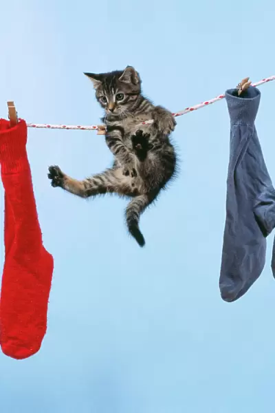 Tabby Cat Kitteb hanging from washing line