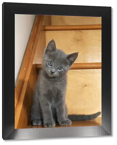Russian Blue Cat Kitten on stairs