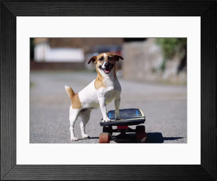 Framed Print : Jack Russell Terrier Dog - skateboarding Framed Print : Jack Russell Terrier Dog - skateboarding