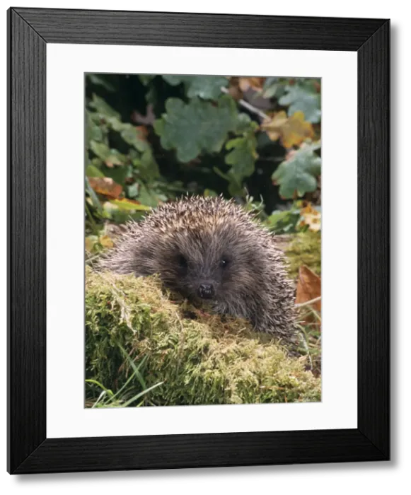 Framed Print : Hedgehog - foraging outside Framed Print : Hedgehog - foraging outside