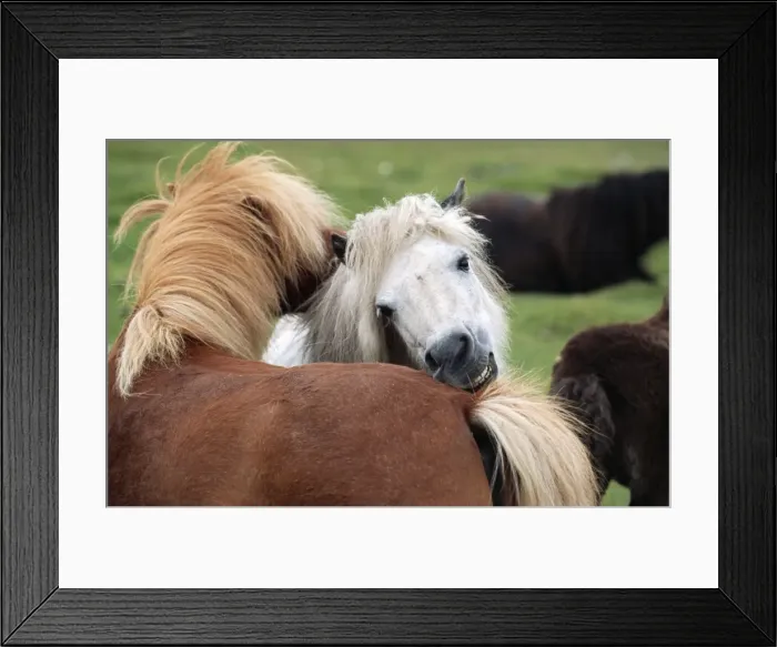 Framed Print : Shetland Pony 2 ponies Framed Print : Shetland Pony 2 ponies