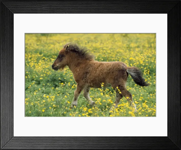 Framed Print : Shetland Pony - foal in fieldwith flowers Framed Print : Shetland Pony - foal in fieldwith flowers