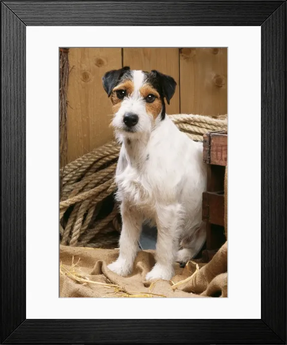 Framed Print : Jack Russel Terrier Dog In stable Framed Print : Jack Russel Terrier Dog In stable