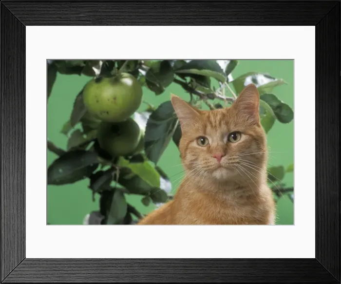Framed Print : Ginger Cat On bench with apples Framed Print : Ginger Cat On bench with apples