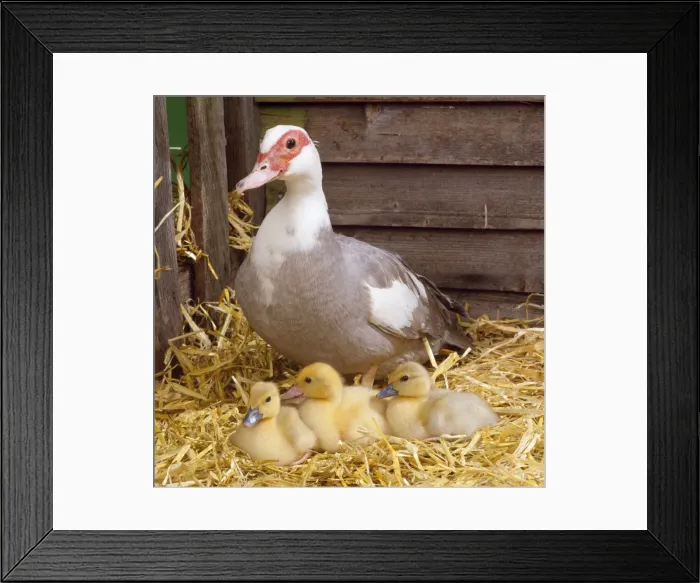 Framed Print : Muscovy Duck - & ducklings Framed Print : Muscovy Duck - & ducklings