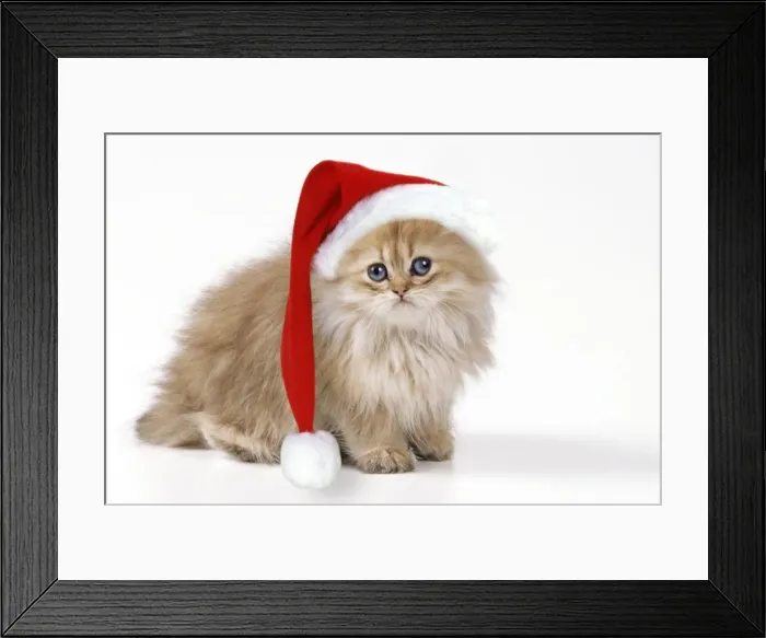 Framed Print : JD 16219-M Framed Print : JD 16219-M