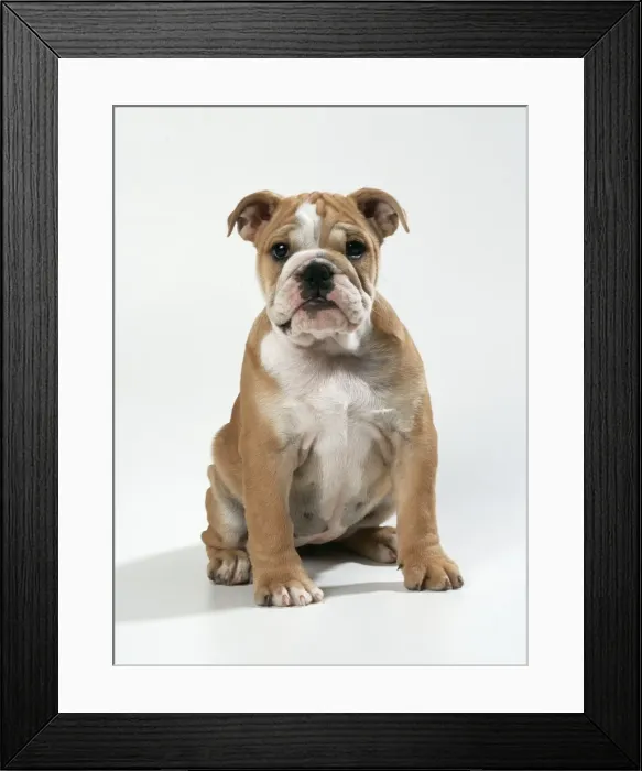 Framed Print : Bulldog Puppy Framed Print : Bulldog Puppy
