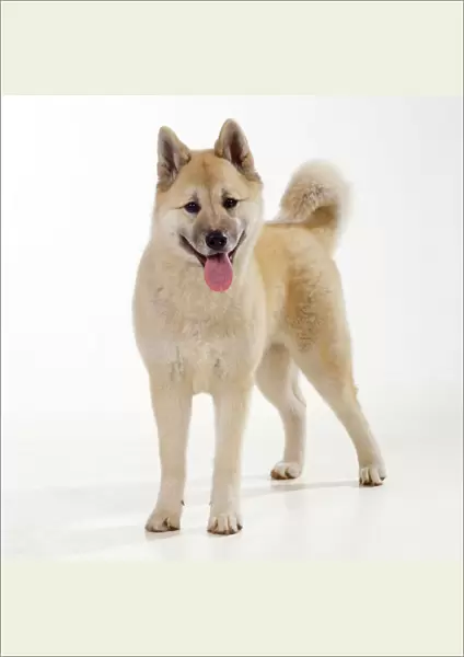 Japanese Akita Dog