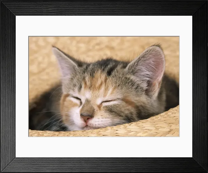 Framed Print : Cat Kitten asleep in straw hat Framed Print : Cat Kitten asleep in straw hat
