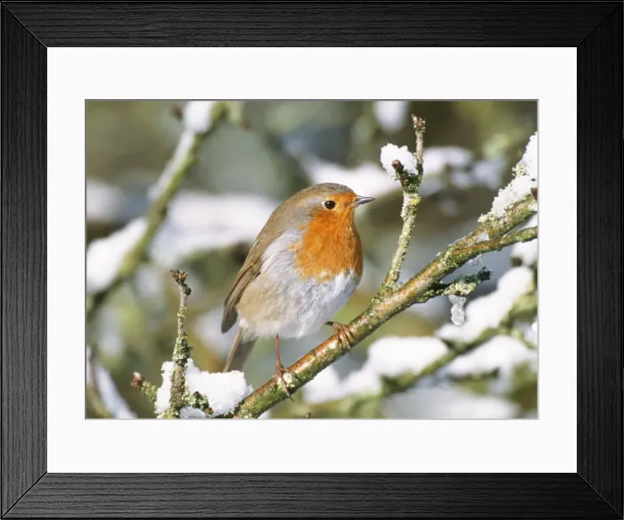 Framed Print : Robin On snow covered branch Framed Print : Robin On snow covered branch