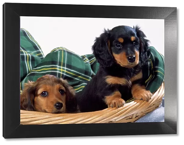 Miniature Long-haired Dachshund Dog - puppies in basket