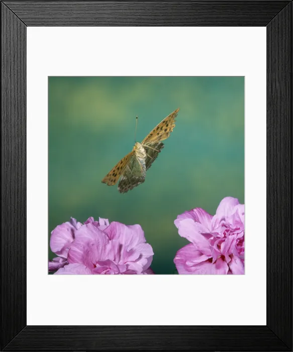 Framed Print : Silver-washed Fritillary Butterfly Framed Print : Silver-washed Fritillary Butterfly
