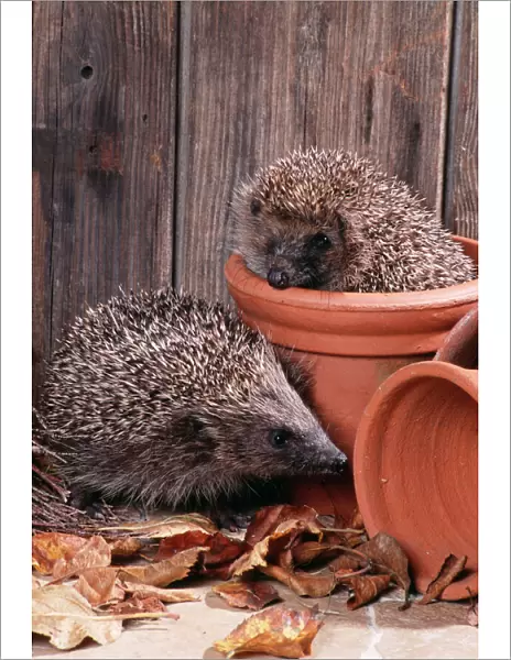 Hedgehog - in and near flowerpots