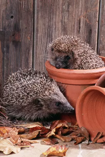 Hedgehog - in and near flowerpots
