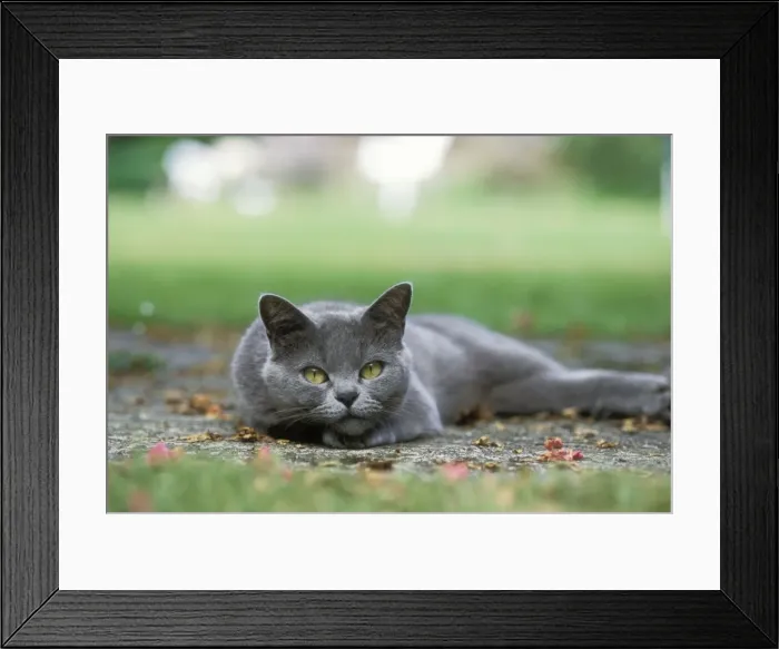 Framed Print : Cat Lying in the shade Framed Print : Cat Lying in the shade