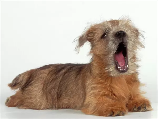 Norfolk Terrier Dog Puppy, singing