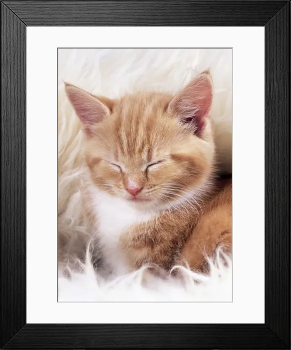 Framed Print : Ginger Cat - Kitten asleep on rug Framed Print : Ginger Cat - Kitten asleep on rug