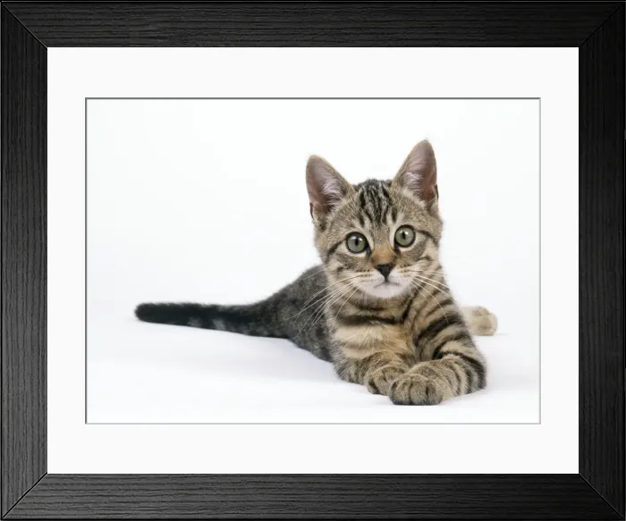 Framed Print : Tabby Cat - kitten lying down Framed Print : Tabby Cat - kitten lying down