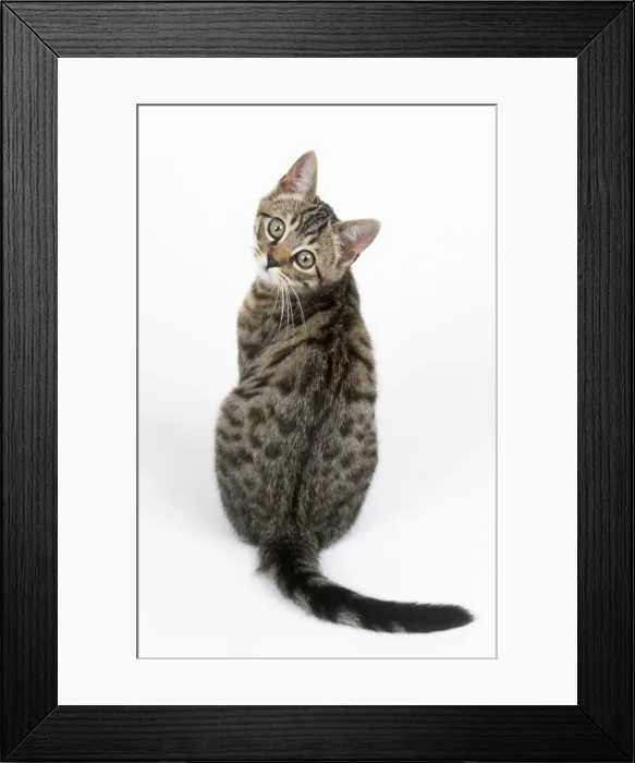 Framed Print : Tabby Cat - kitten sitting