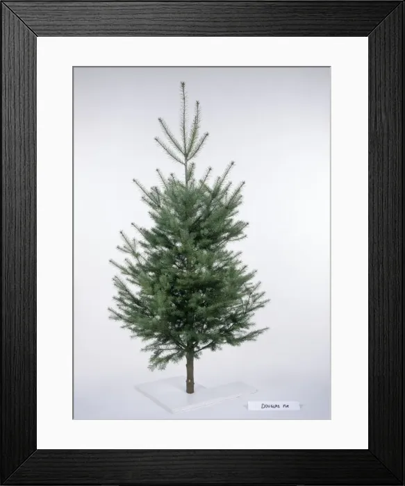 Framed Print : Christmas Tree - Douglas Fir variety Framed Print : Christmas Tree - Douglas Fir variety