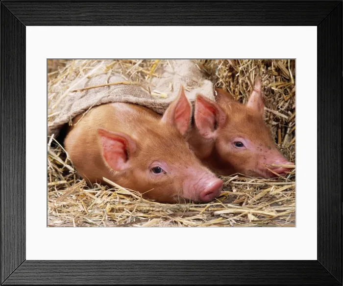 Framed Print : Tamworth Pig Piglets in sack Framed Print : Tamworth Pig Piglets in sack