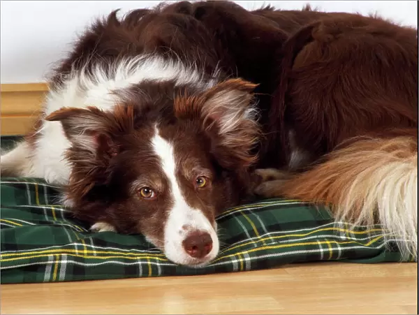Dog - lying on it's bed  /  blanket