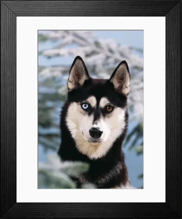 Framed Print : Siberian Husky Dog Snowy fir tree Framed Print : Siberian Husky Dog Snowy fir tree