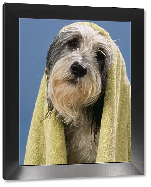 Dog Wet Dog in towel
