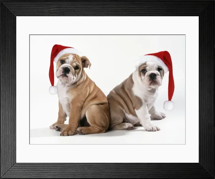 Framed Print : Bulldog - x2 puppies wearing Christmas hats Framed Print : Bulldog - x2 puppies wearing Christmas hats