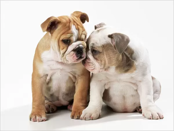 Bulldog - x2 puppies