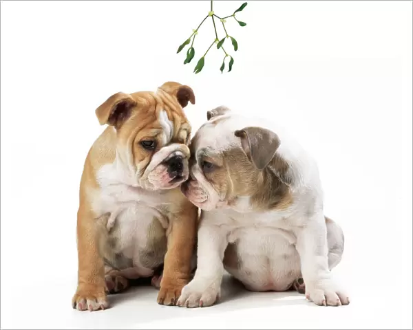 Bulldog - x2 puppies