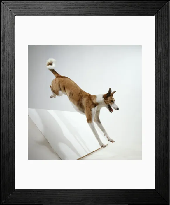 Framed Print : Dog Jumping Framed Print : Dog Jumping