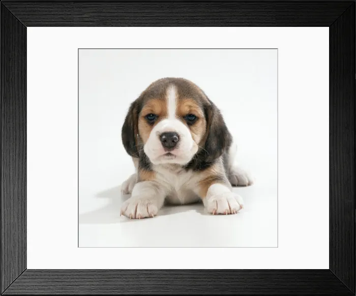 Framed Print : Beagle Dog Puppy Framed Print : Beagle Dog Puppy
